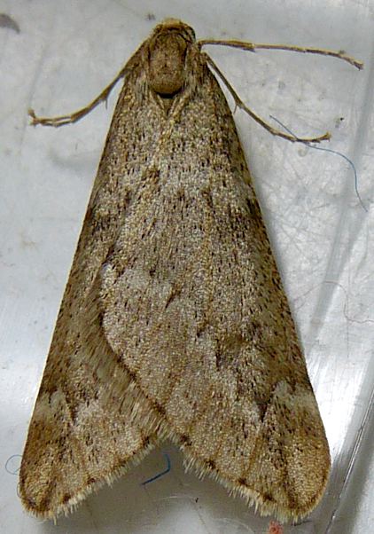 Alsophila aescularia