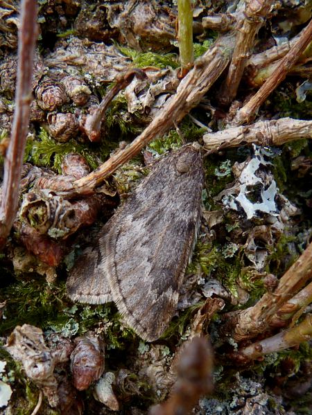 Alsophila aescularia