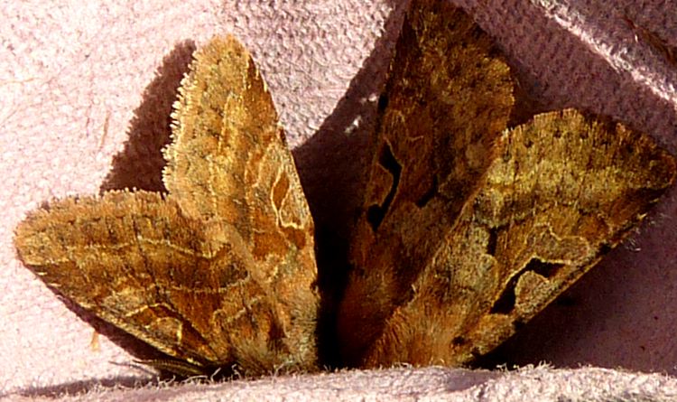 Orthosia gothica, normal and aberrant forms