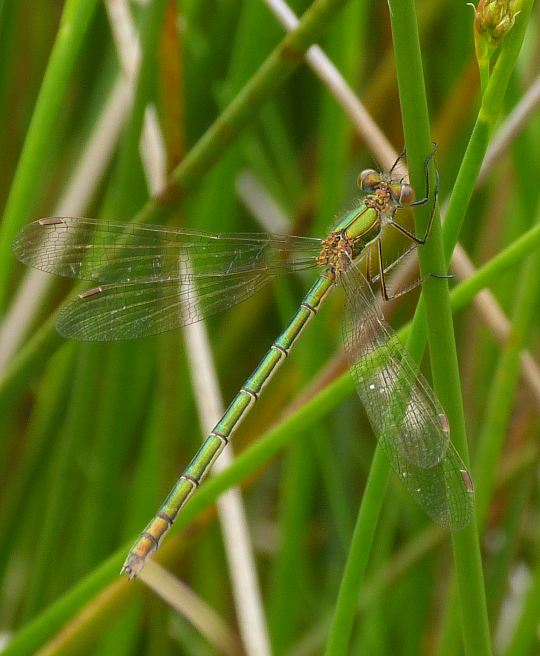 Lestes sponsa, female