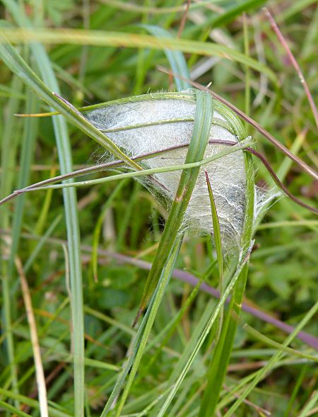Orgyia antiqua, cocoon