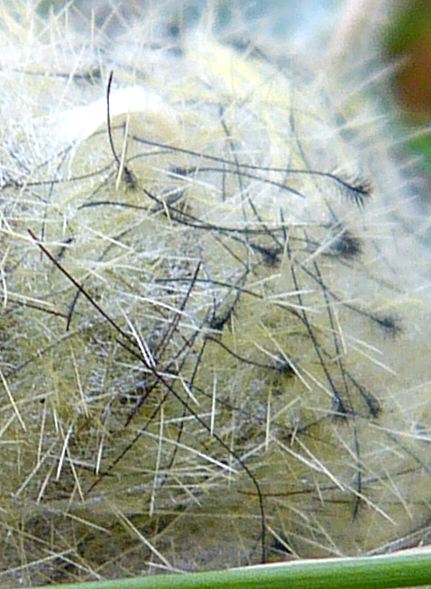 Orgyia antiqua, cocoon