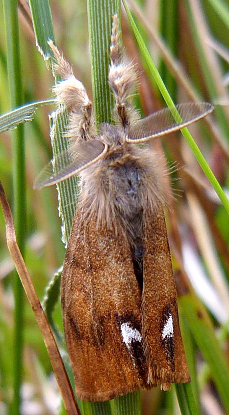 Orgyia antiqua, adult male