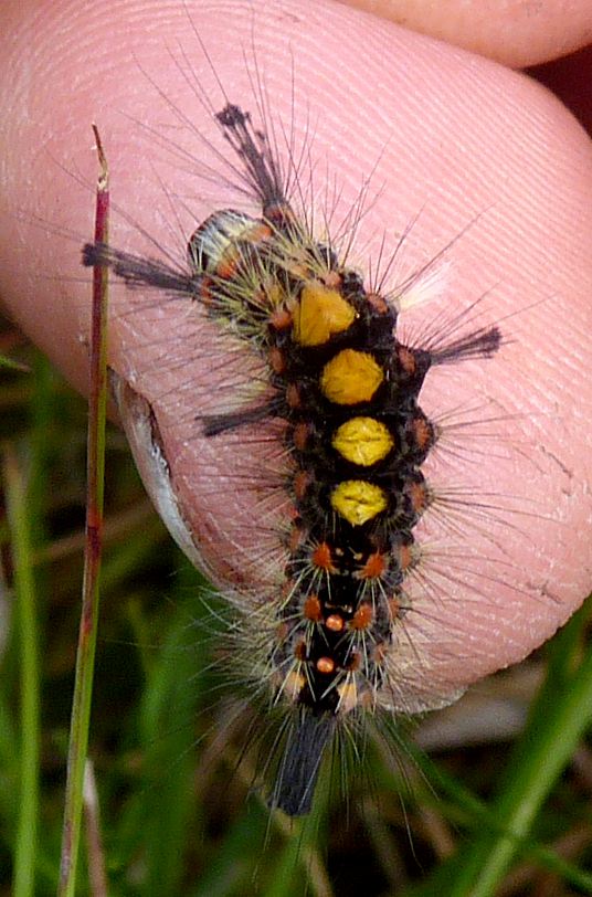 Orgyia antiqua, larva