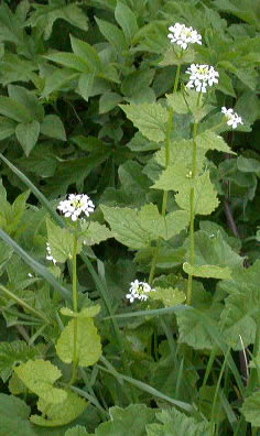 Alliaria petiolata