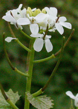 Alliaria petiolata