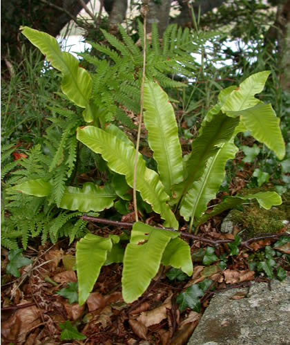 Asplenium scolopendrium