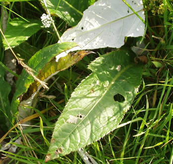Cirsium heterophyllum