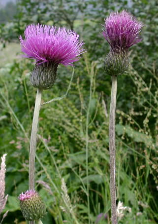 Cirsium heterophyllum