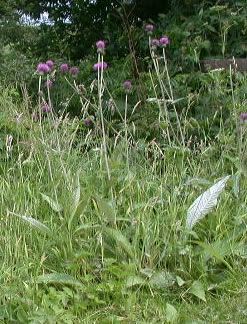 Cirsium heterophyllum