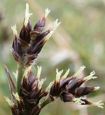 Luzula campestris
