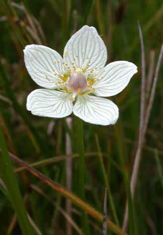 Parnassia palustris