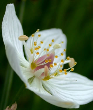 Parnassia palustris