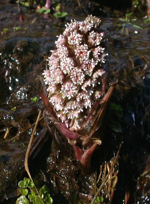 Petasites hybridus