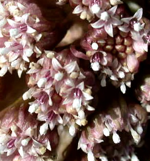 Petasites hybridus