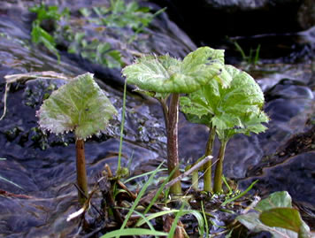 Petasites hybridus