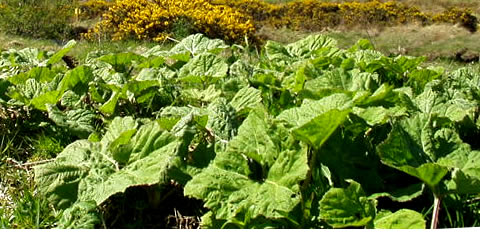 Petasites hybridus