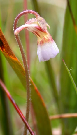 Pinguicula lusitanica