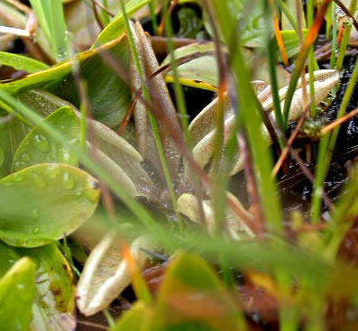 Pinguicula lusitanica