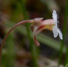Pinguicula lusitanica