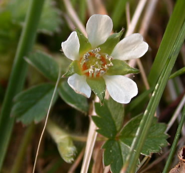 Potentilla sterilis