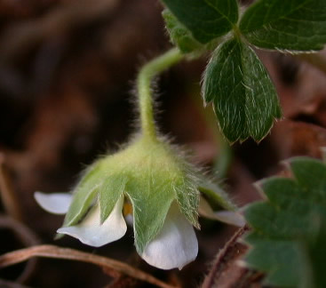 Potentilla sterilis
