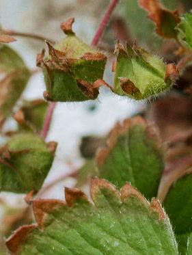 Potentilla sterilis