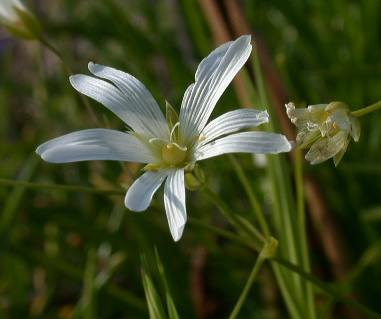 Stellaria holostea
