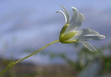 Stellaria holostea