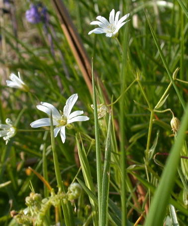 Stellaria holostea