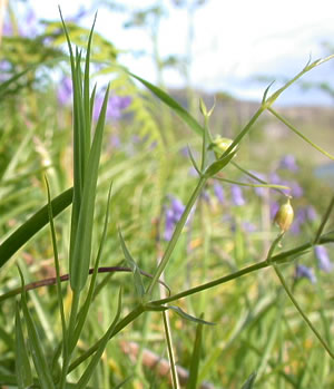 Stellaria holostea
