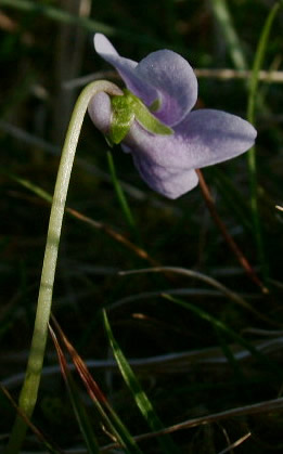 Viola palustris